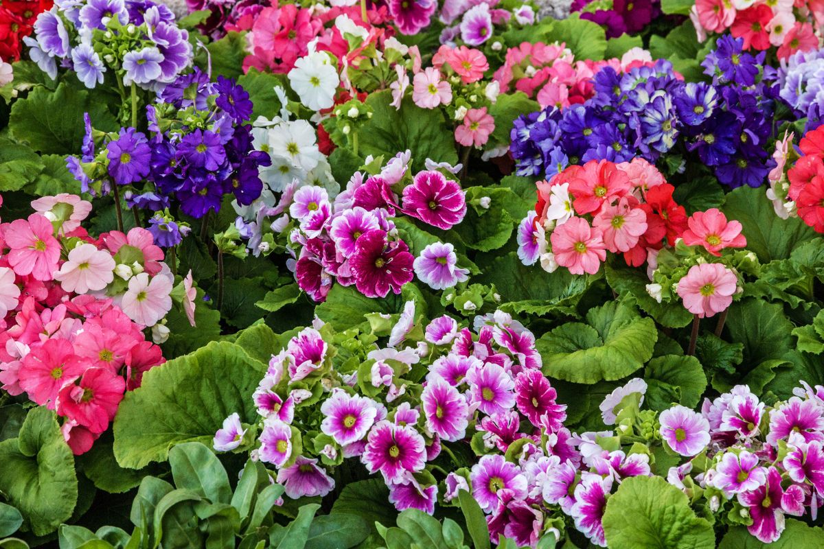 Gerani con tante foglie e niente fiori cosa fare