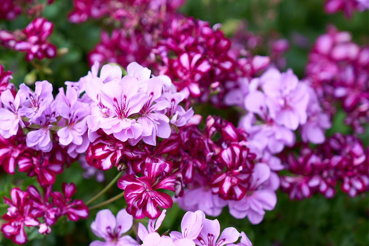 Cosa fare con i Gerani senza fiori