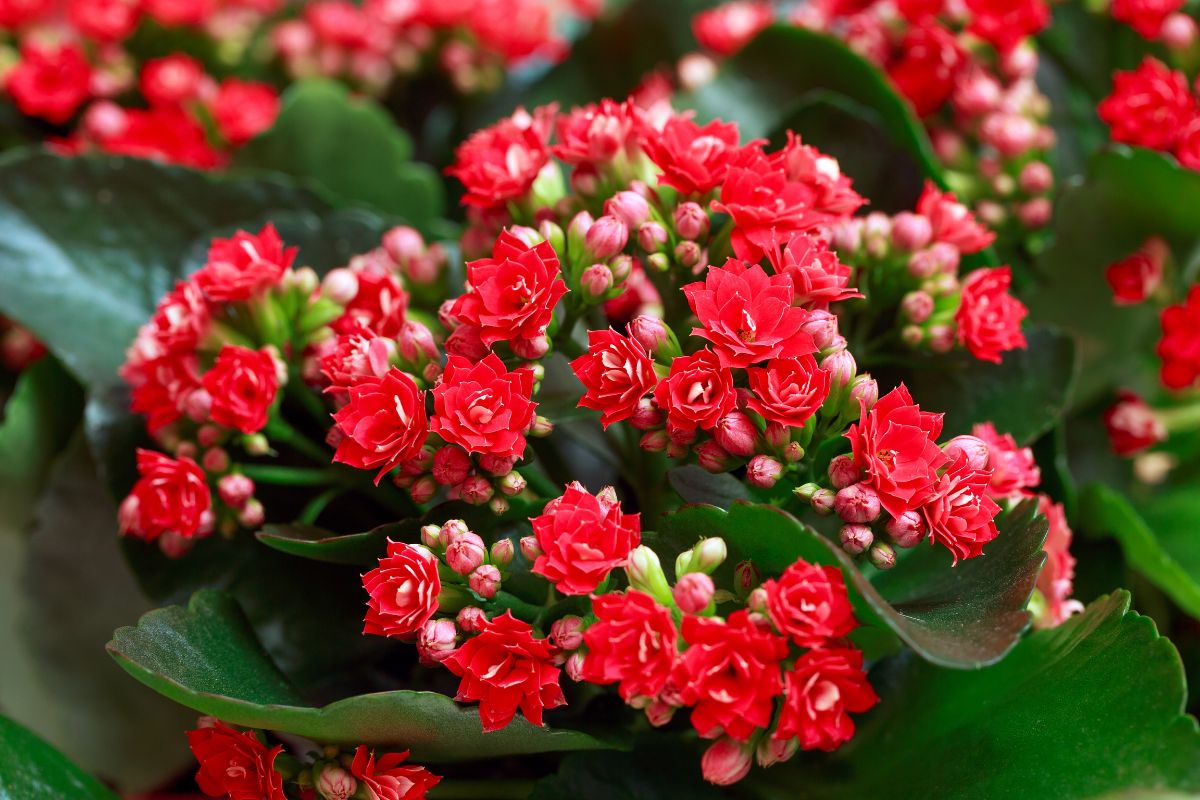 Kalanchoe come capire quando e quanto annaffiarla