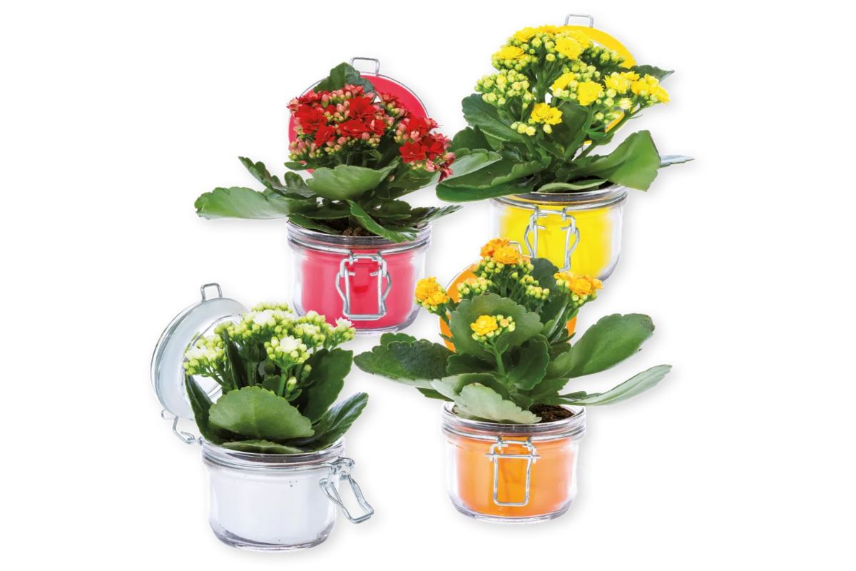 Kalanchoe