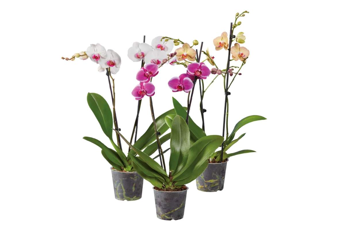 Phalaenopsis