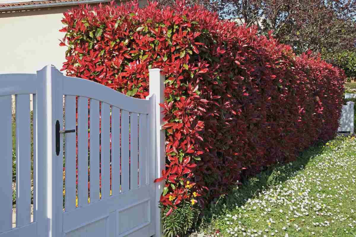 Photinia 