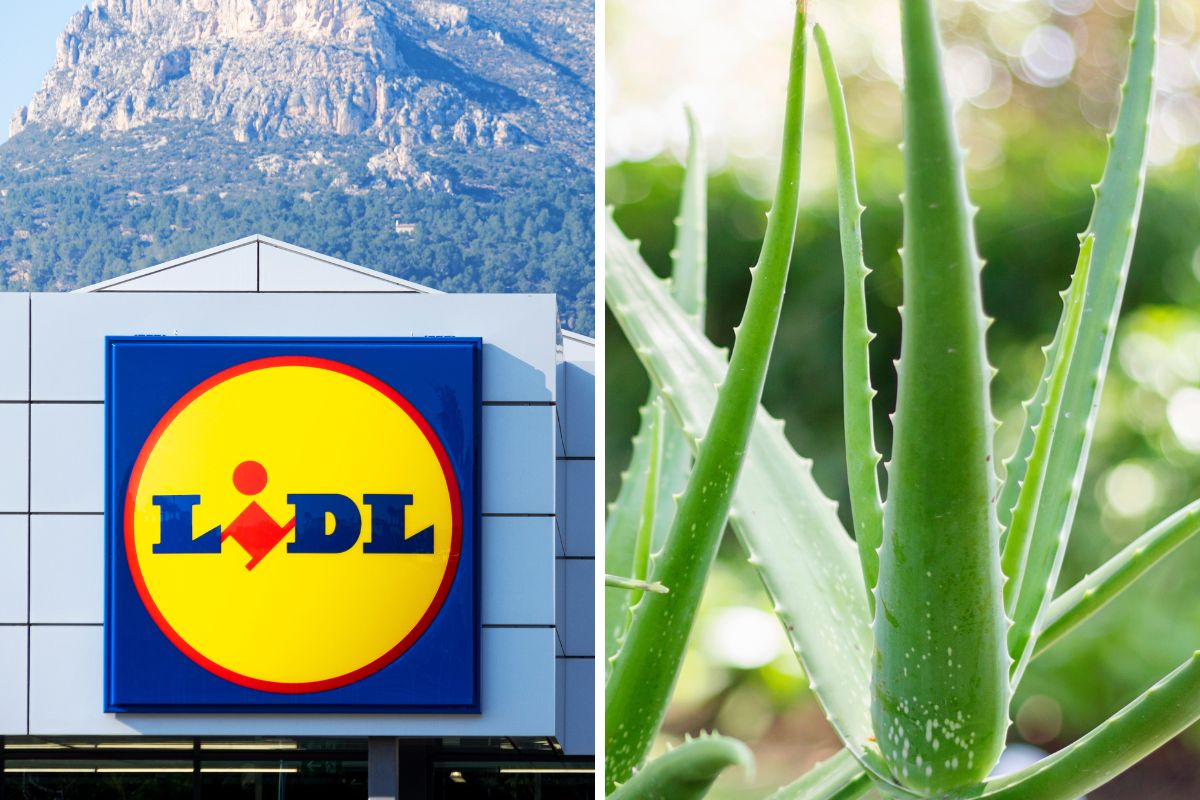 Lidl Piante del weekend in offerta