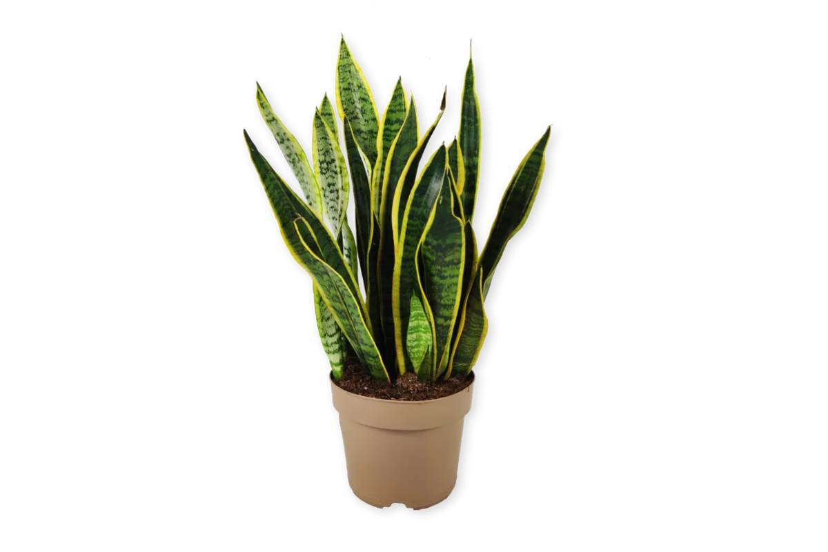 Sanseveria