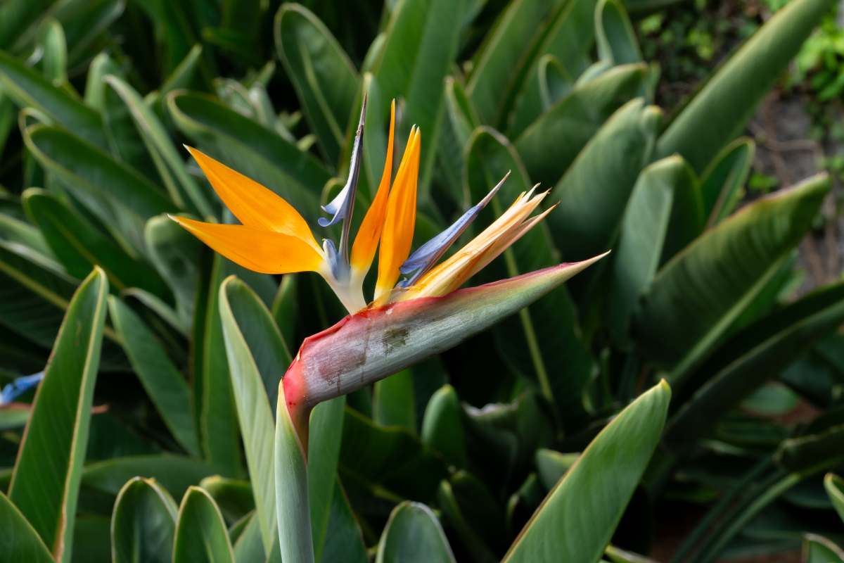 Strelitzia