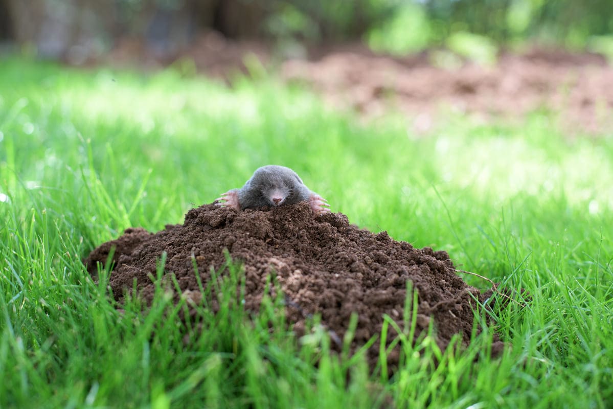 Talpe nel giardino