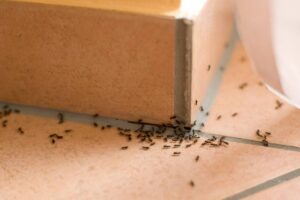 eliminare formiche