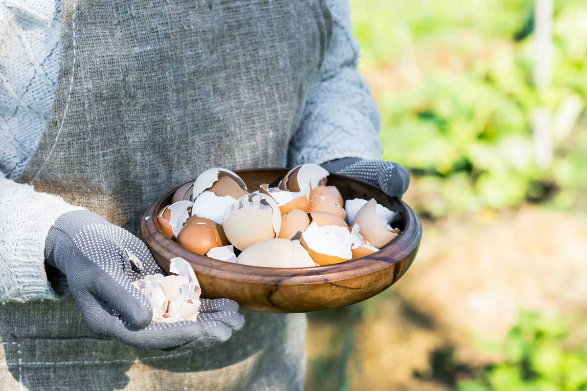 fertilizzante naturale con i gusci d’uovo