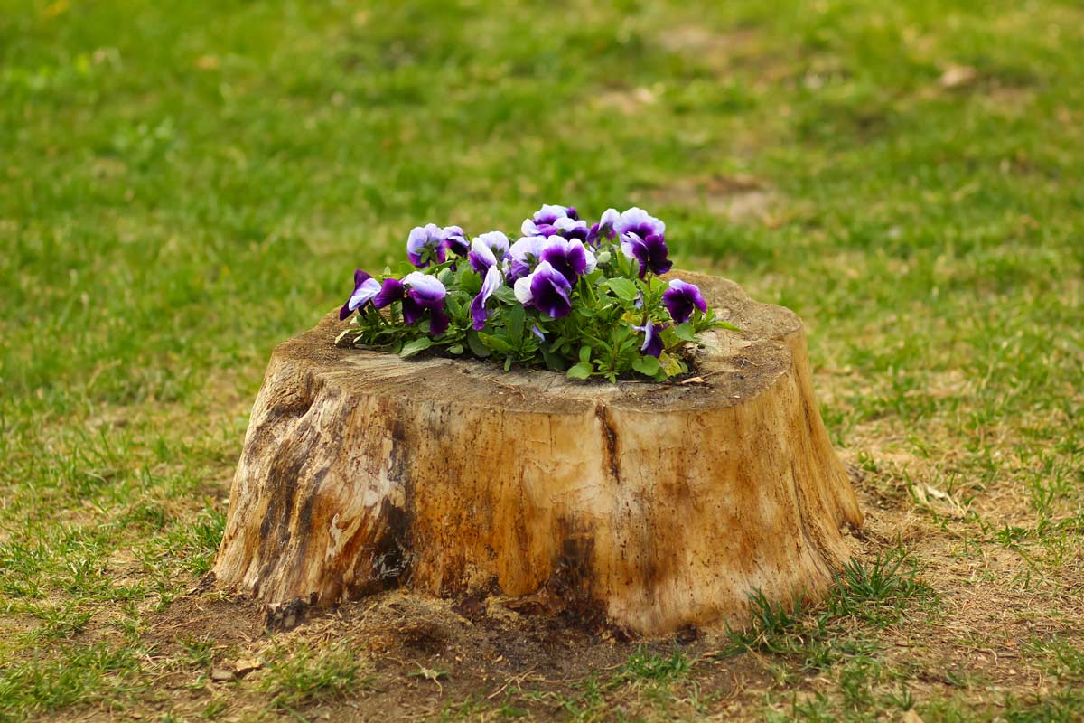 Fioriere create con i tronchi di alberi abbattuti.