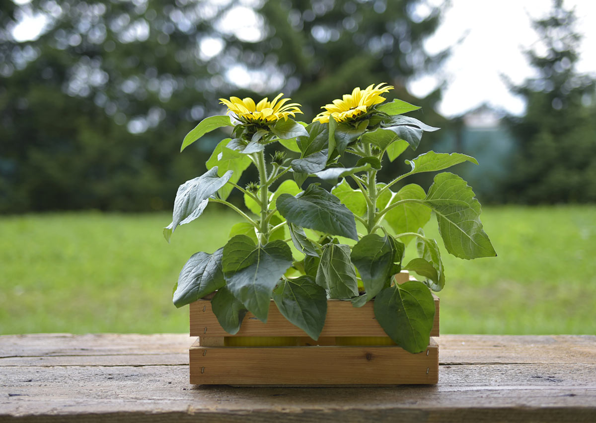 La coltivazione dei girasoli in vaso