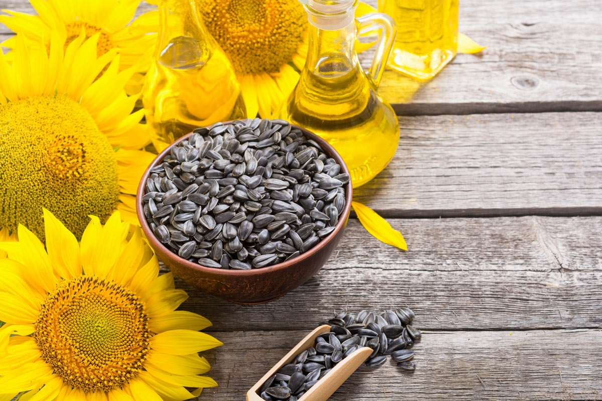 La coltivazione dei girasoli in vaso