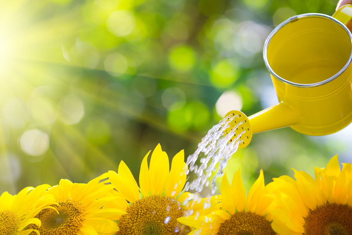 girasoli in vaso