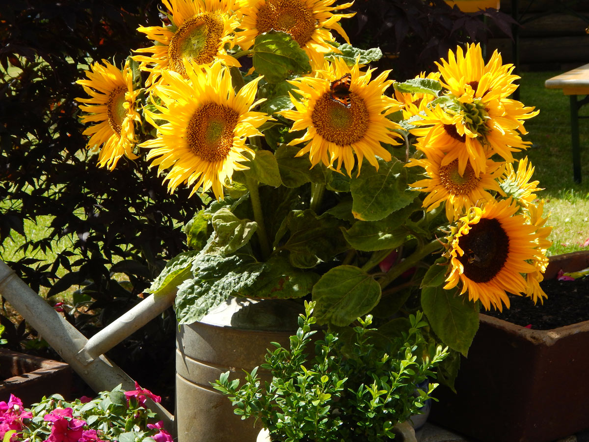 Pianta di girasole in vaso