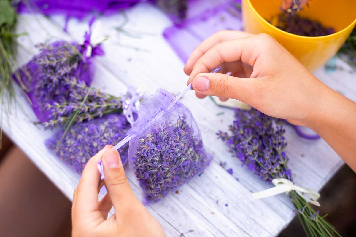 Come conservare lavanda per profumare casa