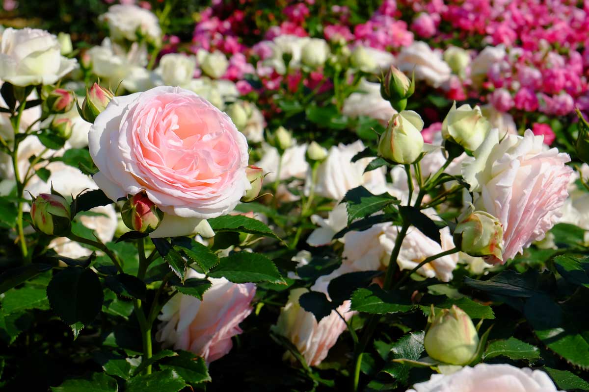 varietà di rose spettacolari