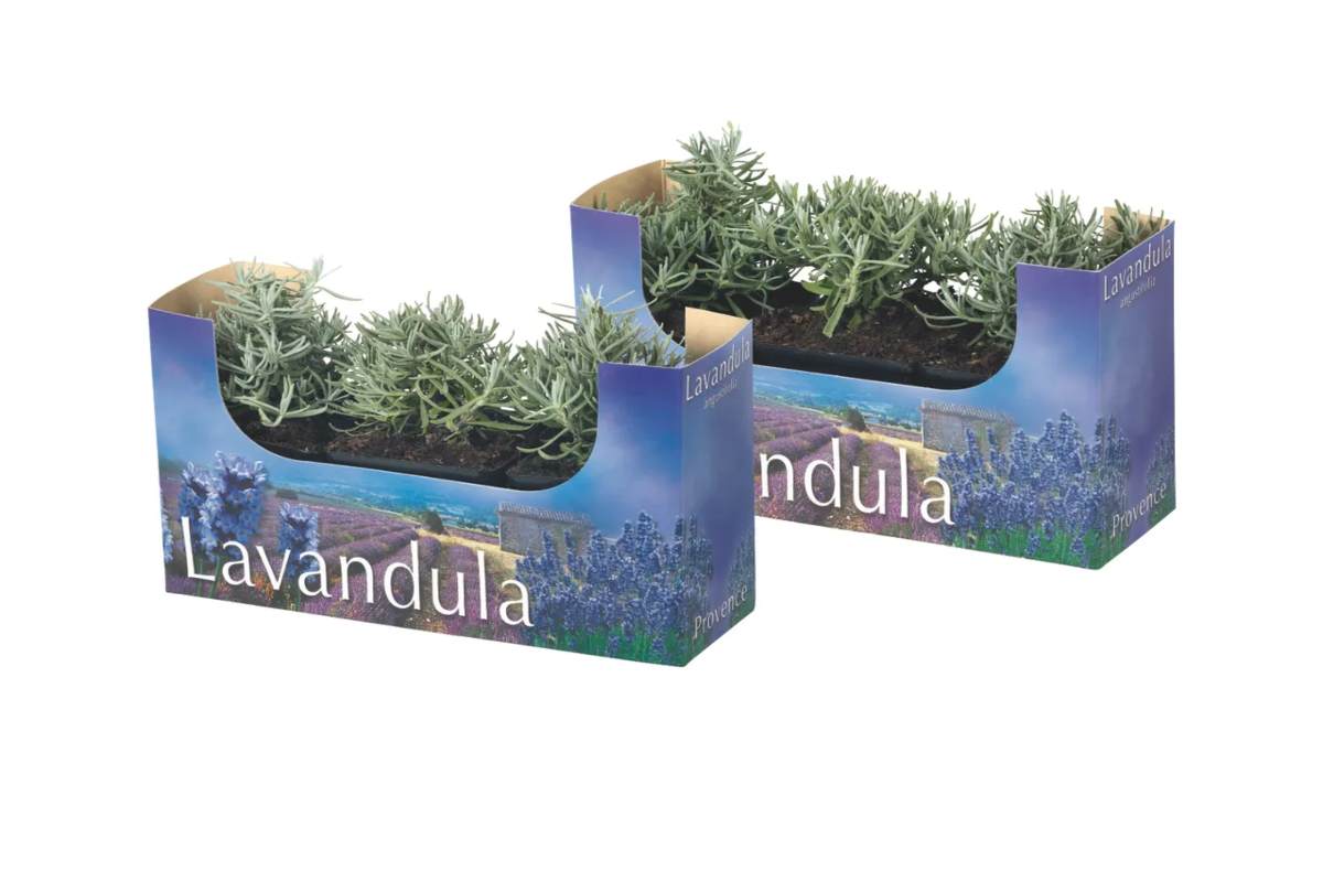 lavanda