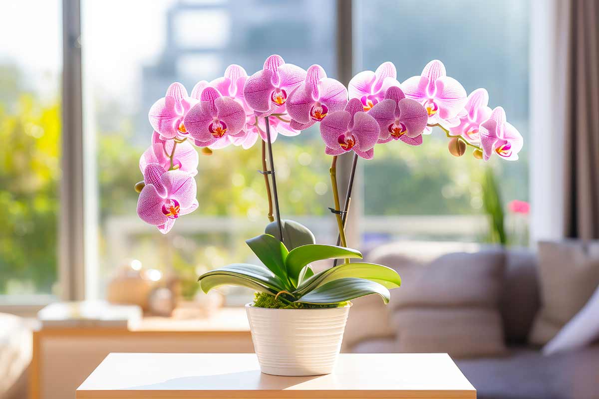 orchidea Phalaenopsis