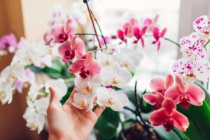orchidee rigogliose
