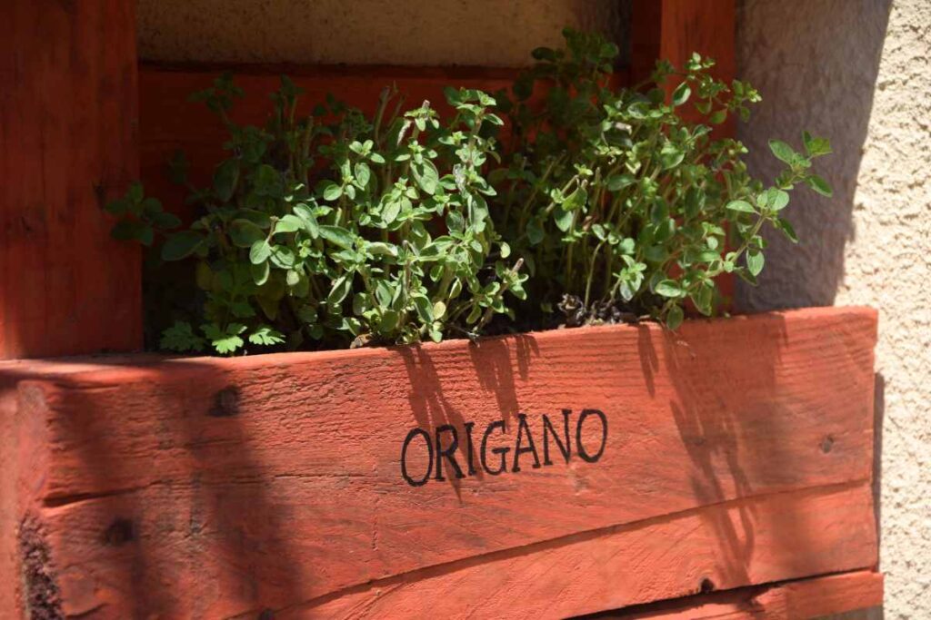 origano