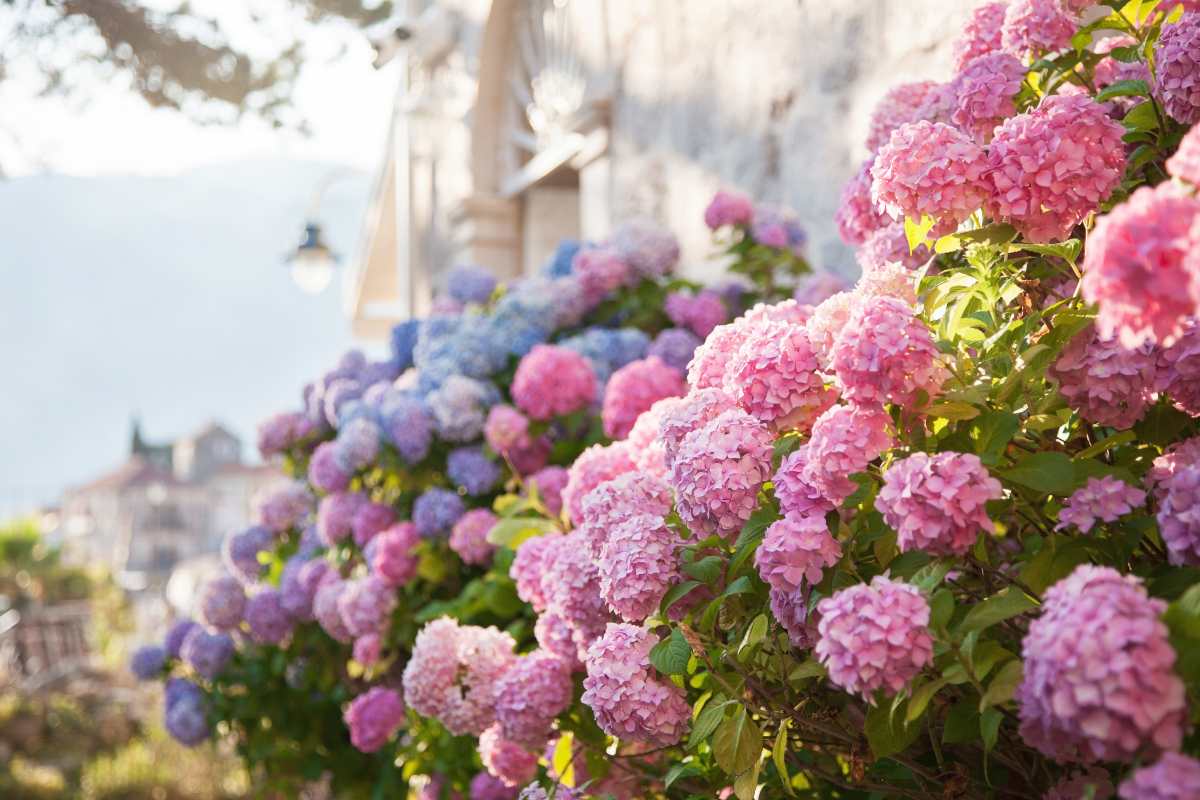 ortensie