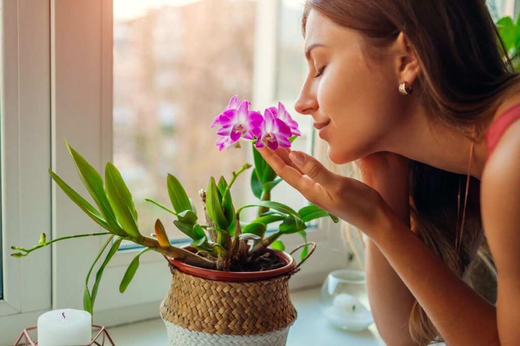 piante per un appartamento in fiore