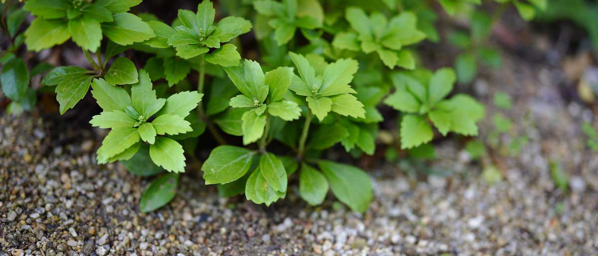 Pachysandra terminalis