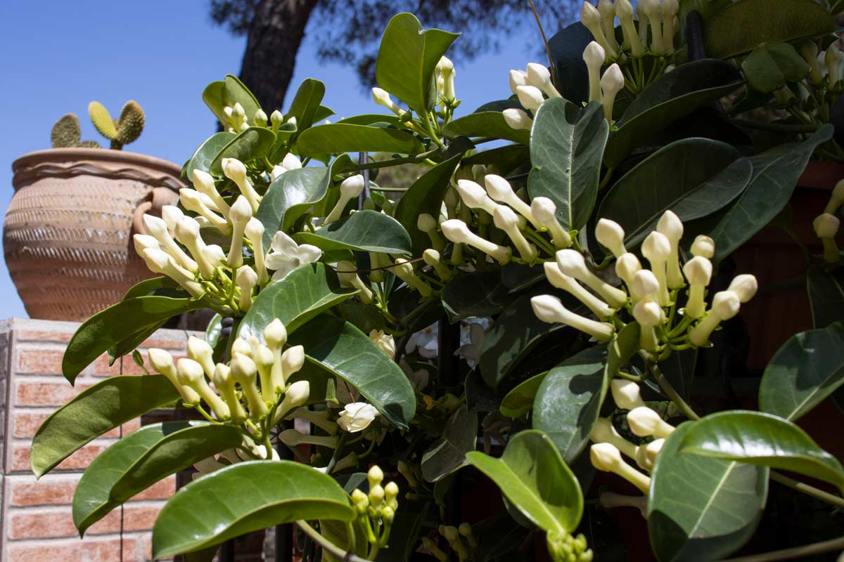 Stephanotis