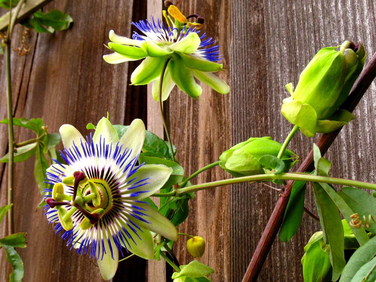 Passiflora