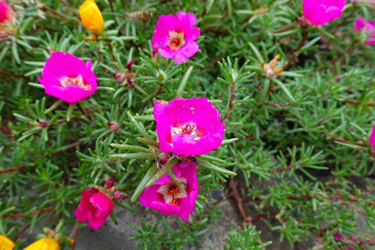 Portulaca in giardino.