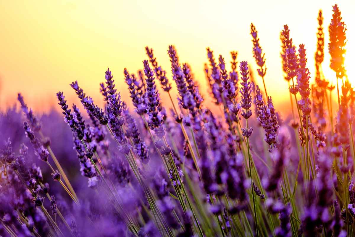 seminare la lavanda