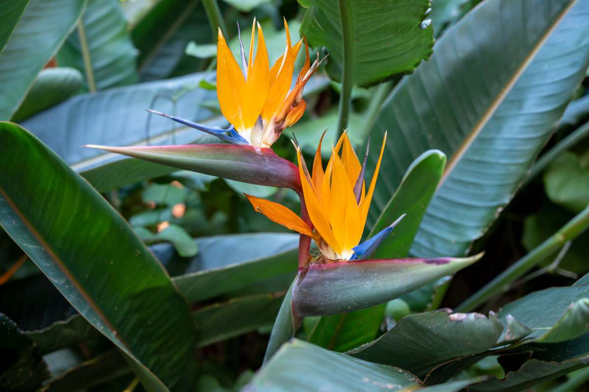 strelitzia