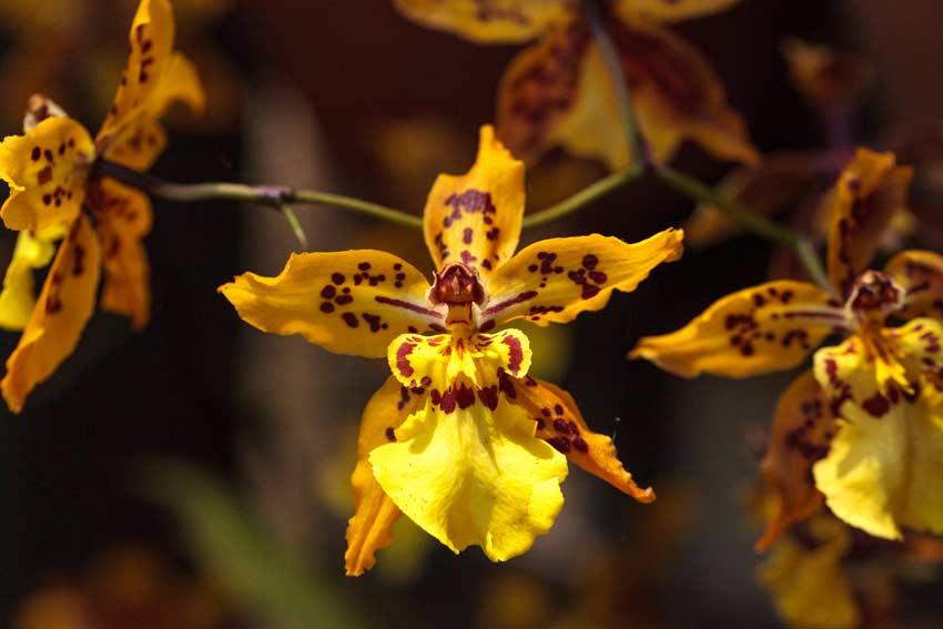 Oncidium Orchidea