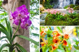 Orchidee da giardino