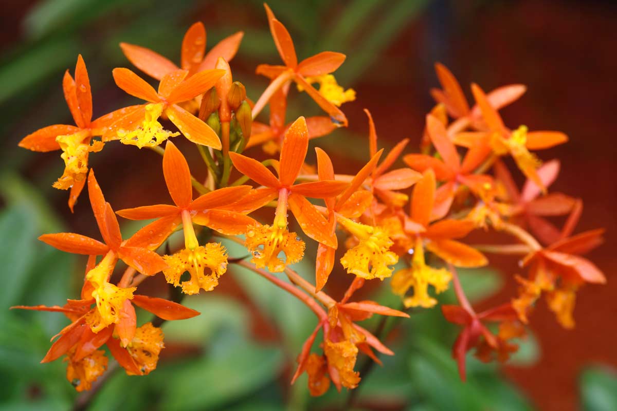 Epidendrum Orchidea