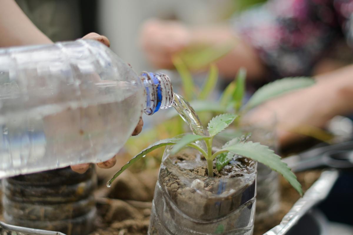 vaso auto irrigante