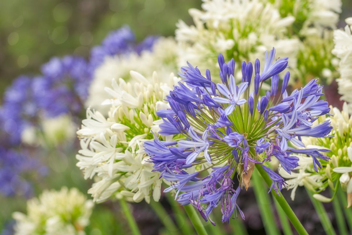 Agapanto segreti per coltivare il fiore dell'amore