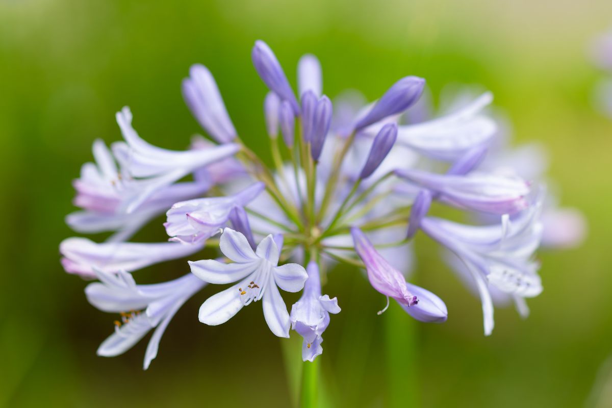 Agapanto coltivare il fiore dell'amore