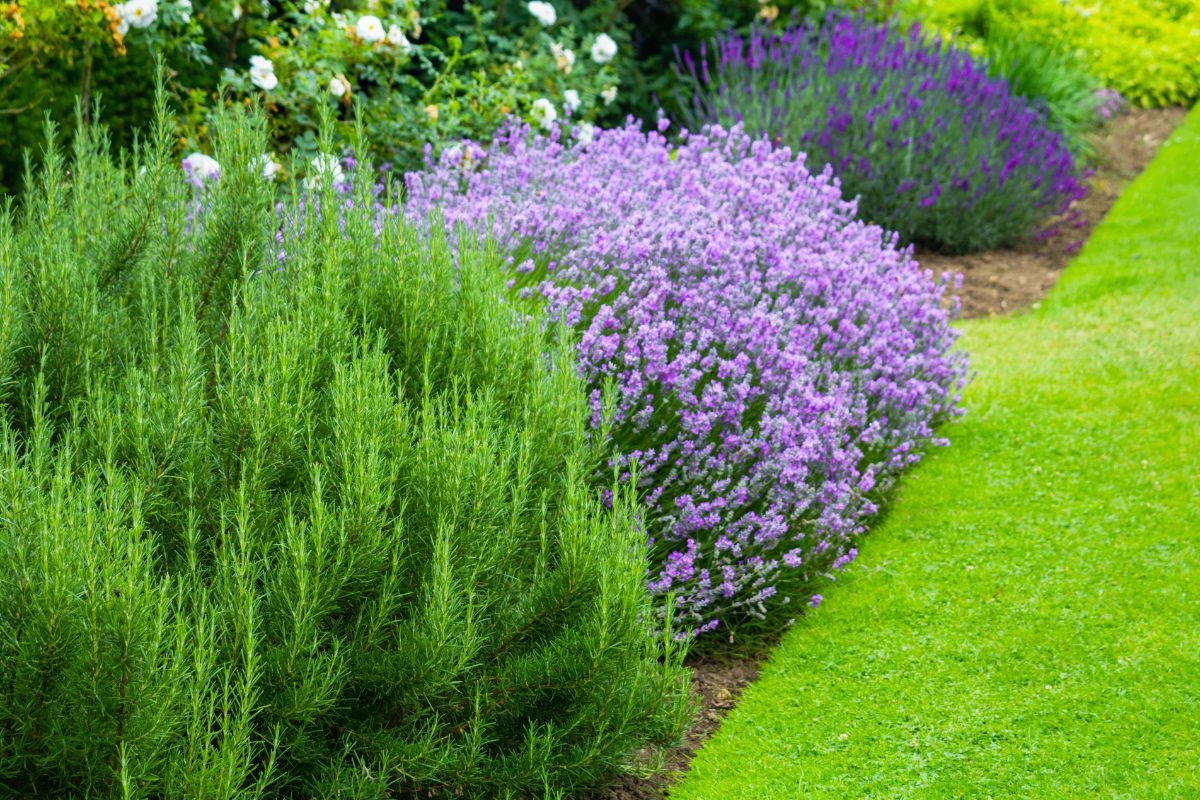 Lavanda