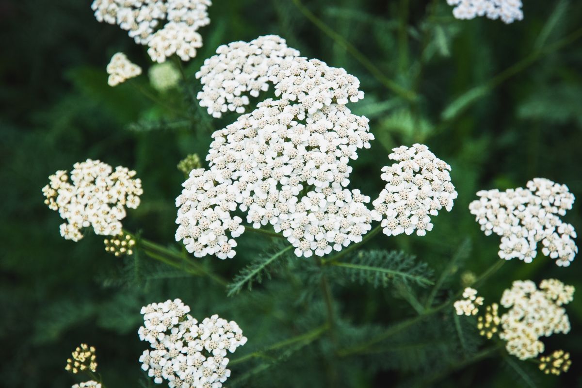 Yarrow