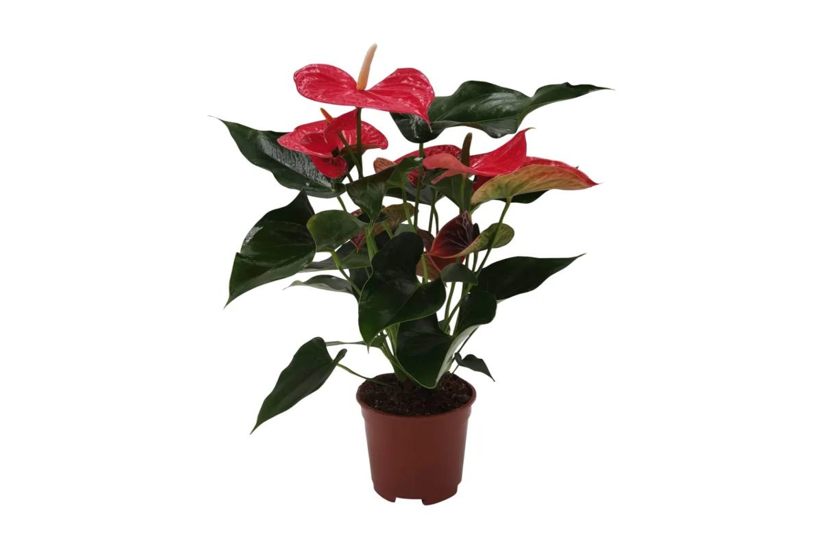 Anthurium Andreanum