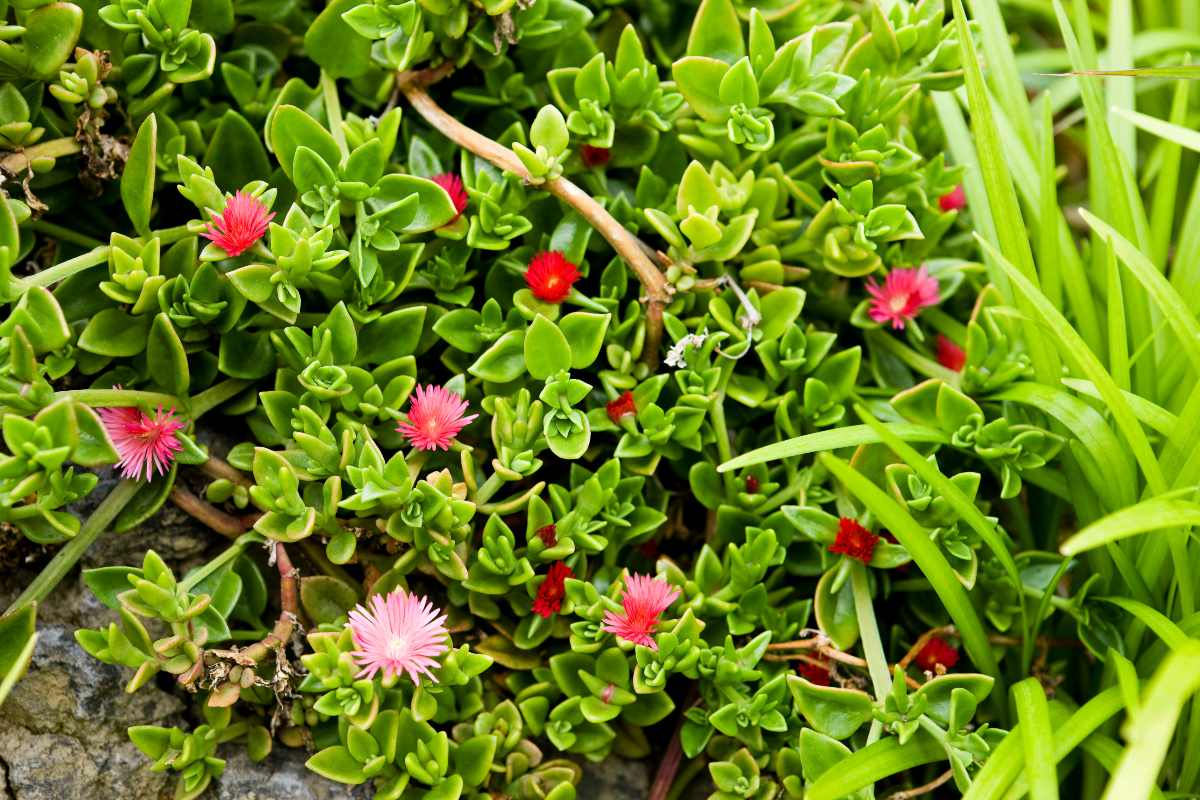 Aptenia cordifolia