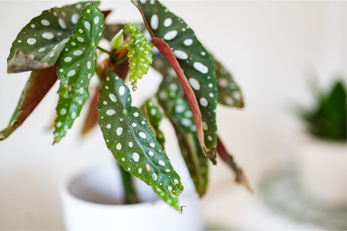 Come curare foglie secche e arricciate della begonia