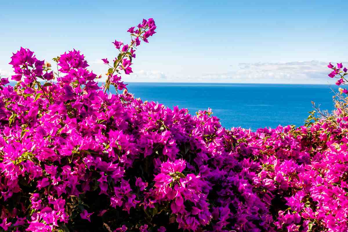 Bougainvillea