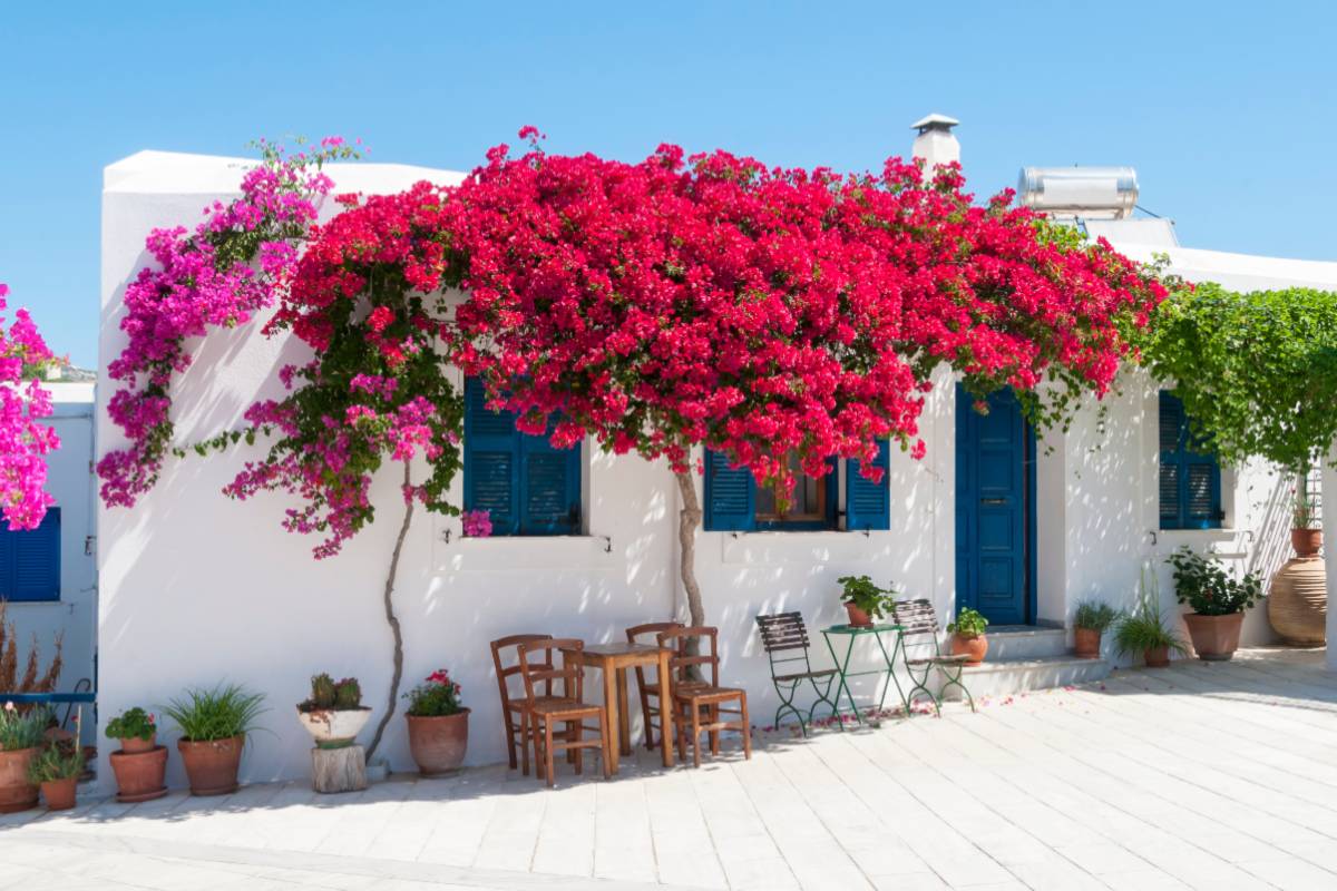 Bougainvillea