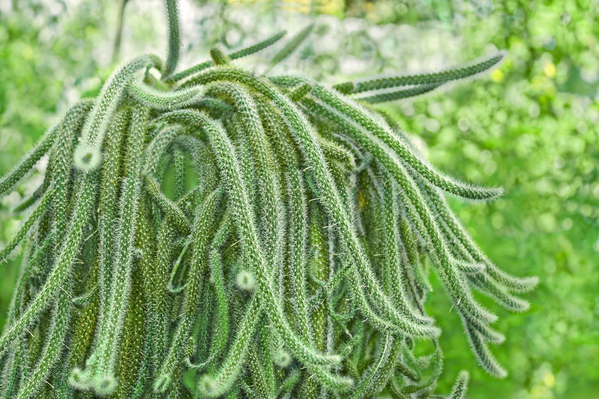 I migliori cactus per la tua casa