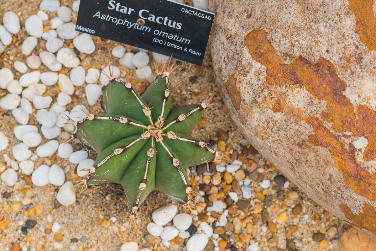 I migliori cactus per la tua casa