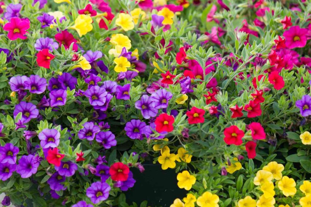 Calibrachoa