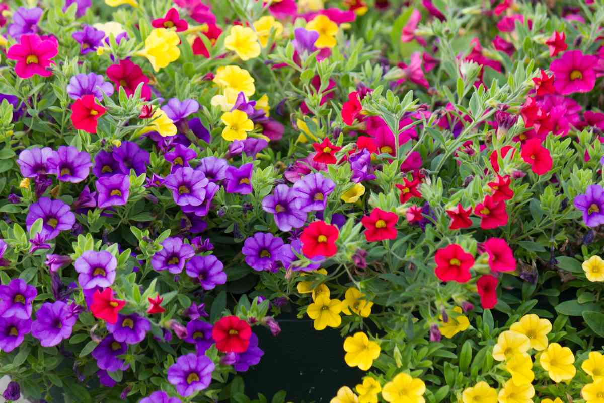 Calibrachoa