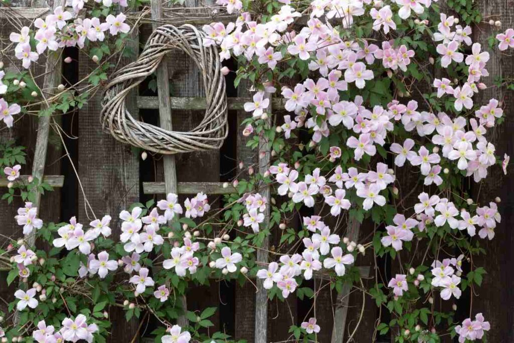 Clematis montana