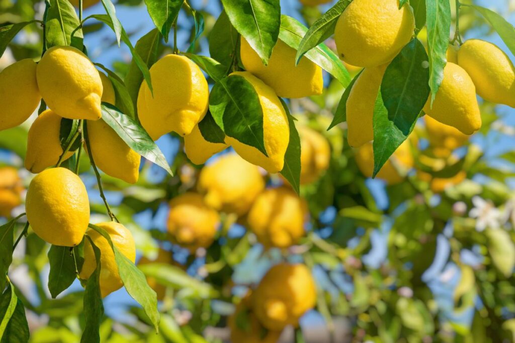 Concimi naturali per limoni